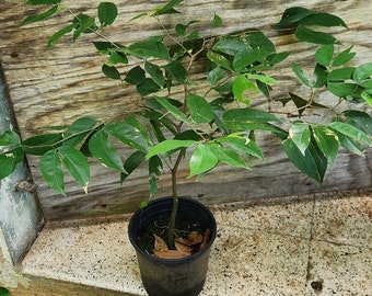 pinus mugo bonsai Mops Dwarf Mugo Pine main image 1