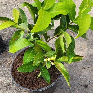 Water apple/ Jambu Tree/ Wax Jambu (2-3ft) live fruit tree