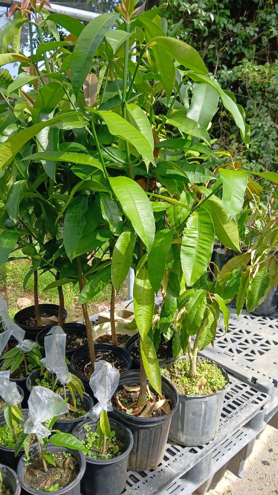 Old MADROÑO Live Fruit Tree /arbutusunedo/ Strawberry Tree 4ft - Etsy