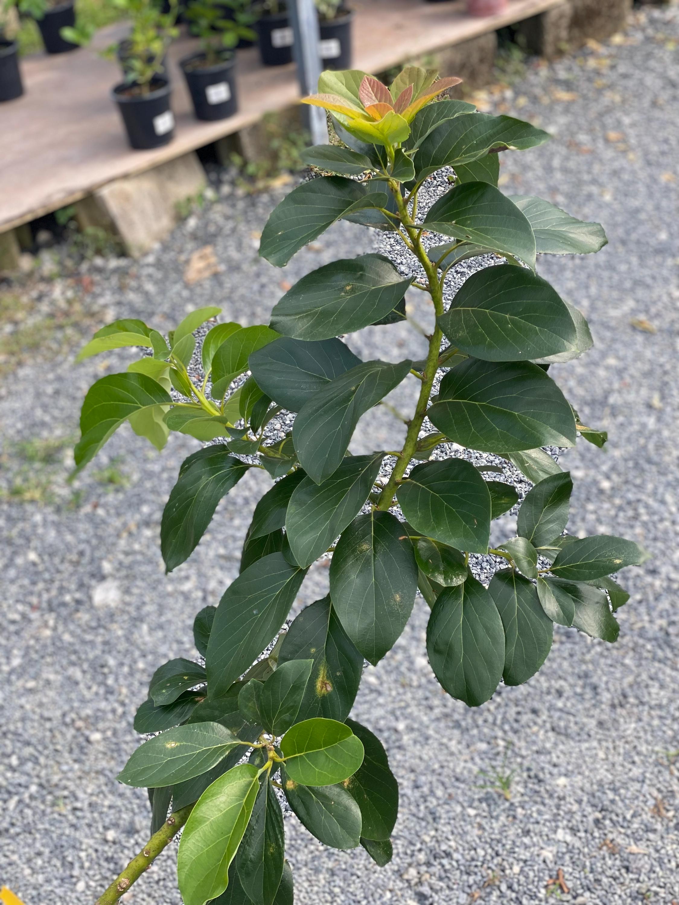 Giant Grafted Reed Avocado (persea Americana) Live Fruit Tree(30in-48in) Aguacate injertado