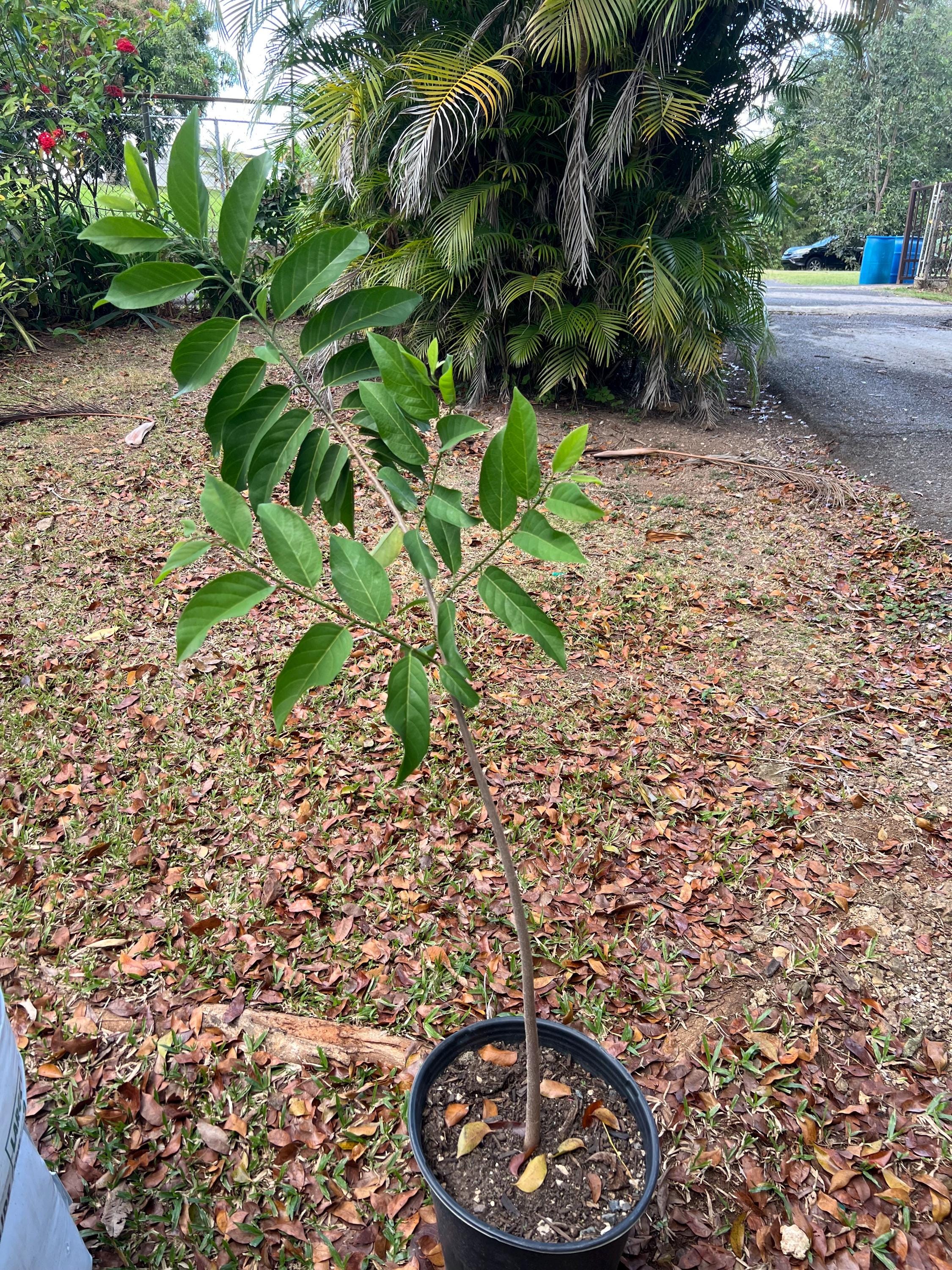 Exotic Red Sugar Apple Tree (2-3ft) - Live Annona Squamosa Fruit