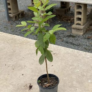 Old Giant Indian Red Guava( Psidium guajava) Guayaba Live  Fruit tree (3ft-4ft)
