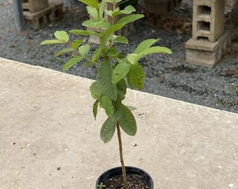 Guava - California Tropical Fruit Tree Nursery