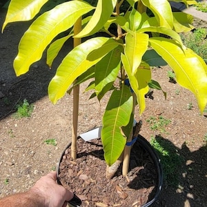 GRAFTED Mango MIYAZAKI /EGG Of The Sun/ Live Fruit Tree (2ft) arbol de mango injertado