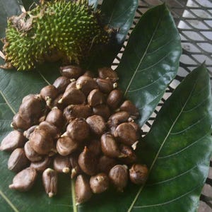 May include: A close-up of a large green fruit with spiky skin, surrounded by a pile of brown seeds on a large green leaf.