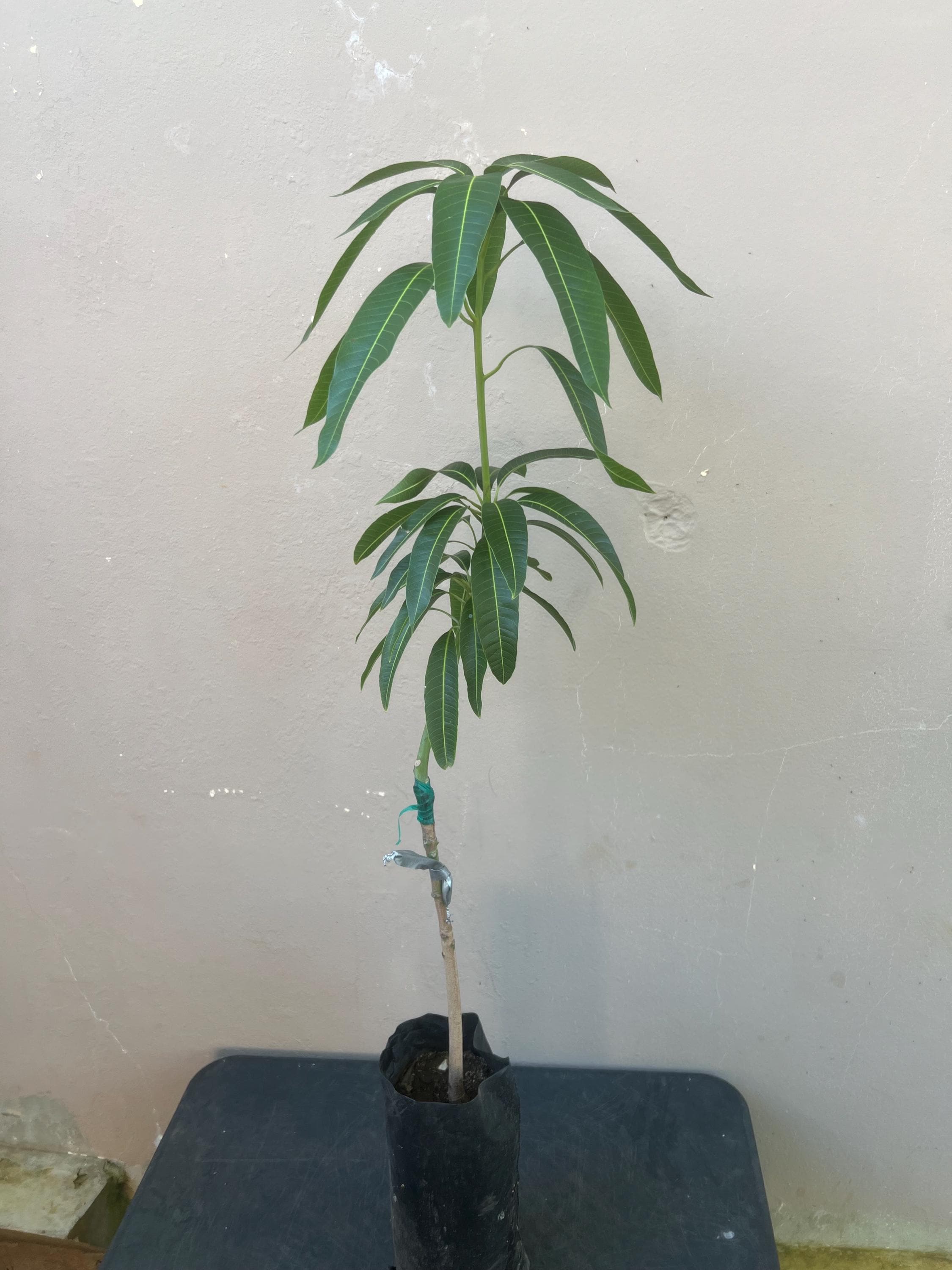 pachira money tree height Money Tree: Pachira Aquatica - 14" Pot