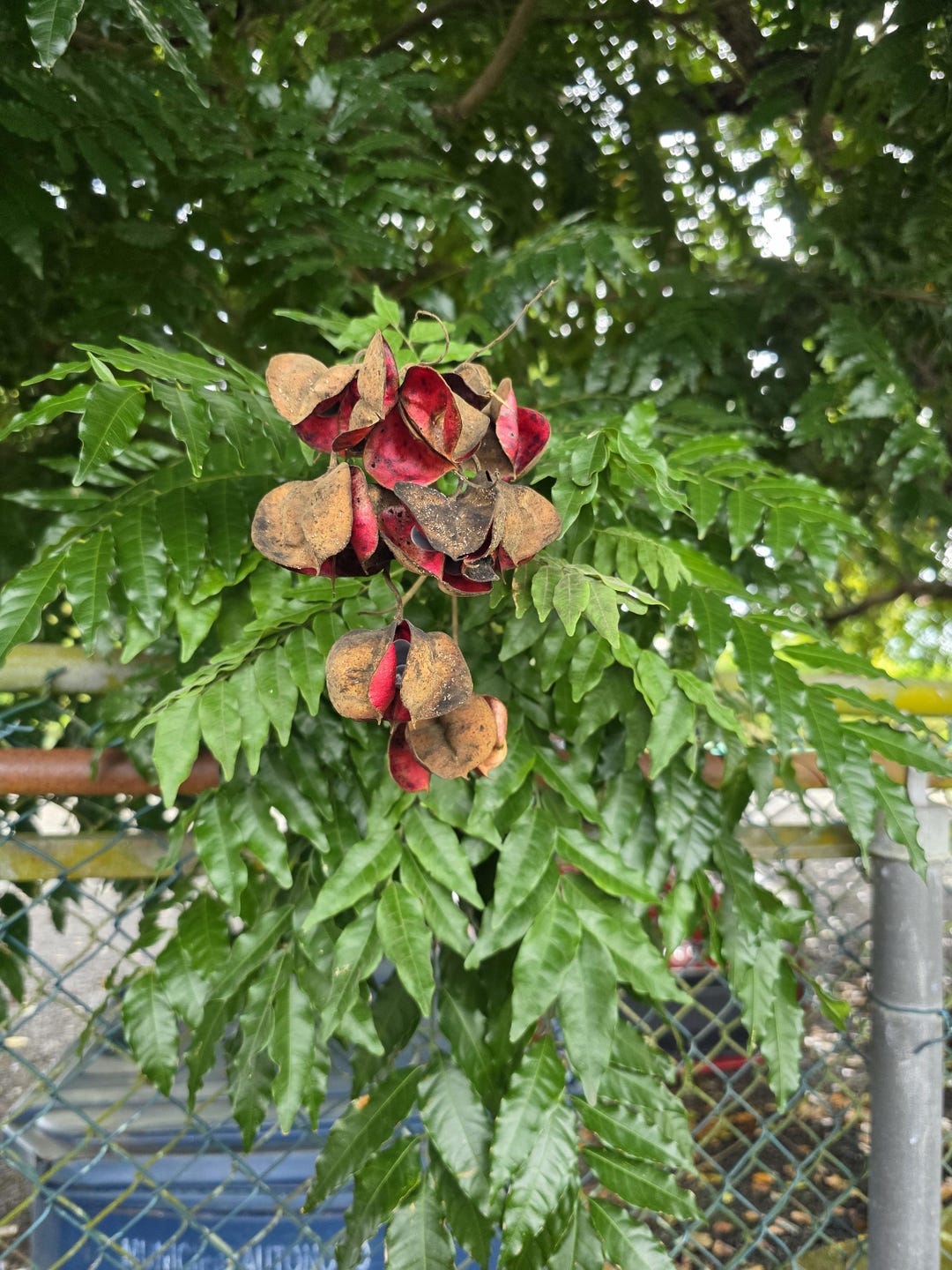 Majidea Zanguebarica Tree 1 Ft - Etsy