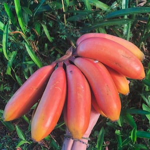 Red banana (Musa Acuminata) /Red Dacca/ live fruit tree (10inch-1ft) guineo plant