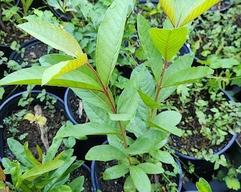 Guayaba pera blanca  (Guava white pear) (PSIDIUM guajava)Live fruit Tree (10in - 24in)