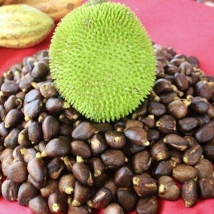 Breadnut live fruit tree (antocarpus camansi) pana pepita arbol (10”to 24”) plant