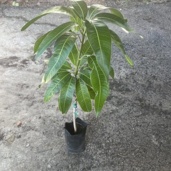 Árbol de mango Irwin injertado: fructificación temprana, sabor dulce (de 90 a 120 cm de altura)