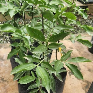 Grafted Spanish Lime (Ginepa Limoncillo Mamoncillo (melicoccus Bijugatus) live fruit tree grafted quenepa