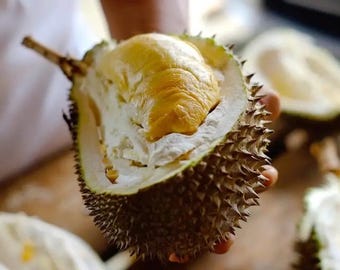 Big Durian (Durio zibethinus) love fruit tree de (2ft - 3ft) arbol frutal