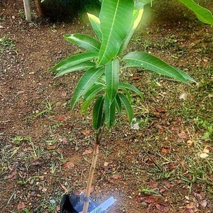 May include: A young mango tree in a black plastic pot. The tree has vibrant green leaves and a slender brown trunk. A white tag with the name "Hadia" is attached to the trunk. The tree is planted in soil.