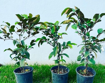 Tall Caimito Green  star apple /Chrysophyllum cainito/ Live Fruit Tree (2-3ft plant)