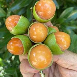 Big Spanish Lime(Ginepa Limoncillo Mamoncillo (melicoccus Bijugatus) live Fruit Tree (arbol de quenepa)