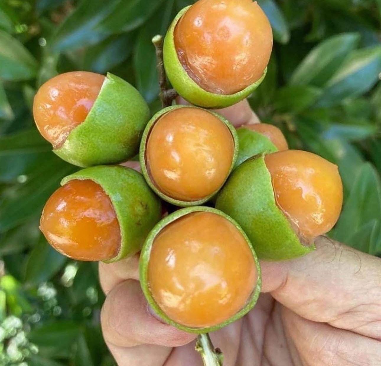 Quenepas Fruit Seeds - Etsy, image size:1290x1241
