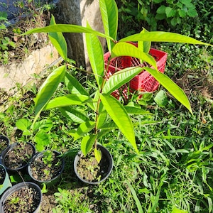Pomarosa (syzygium jambos) 3 ft Wax Jambu red