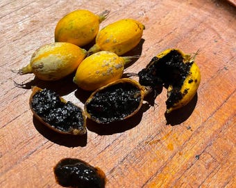 May include: Close-up of eight yellow fruits, some split open to reveal a black, seed-like substance inside. The fruits are on a wooden surface.