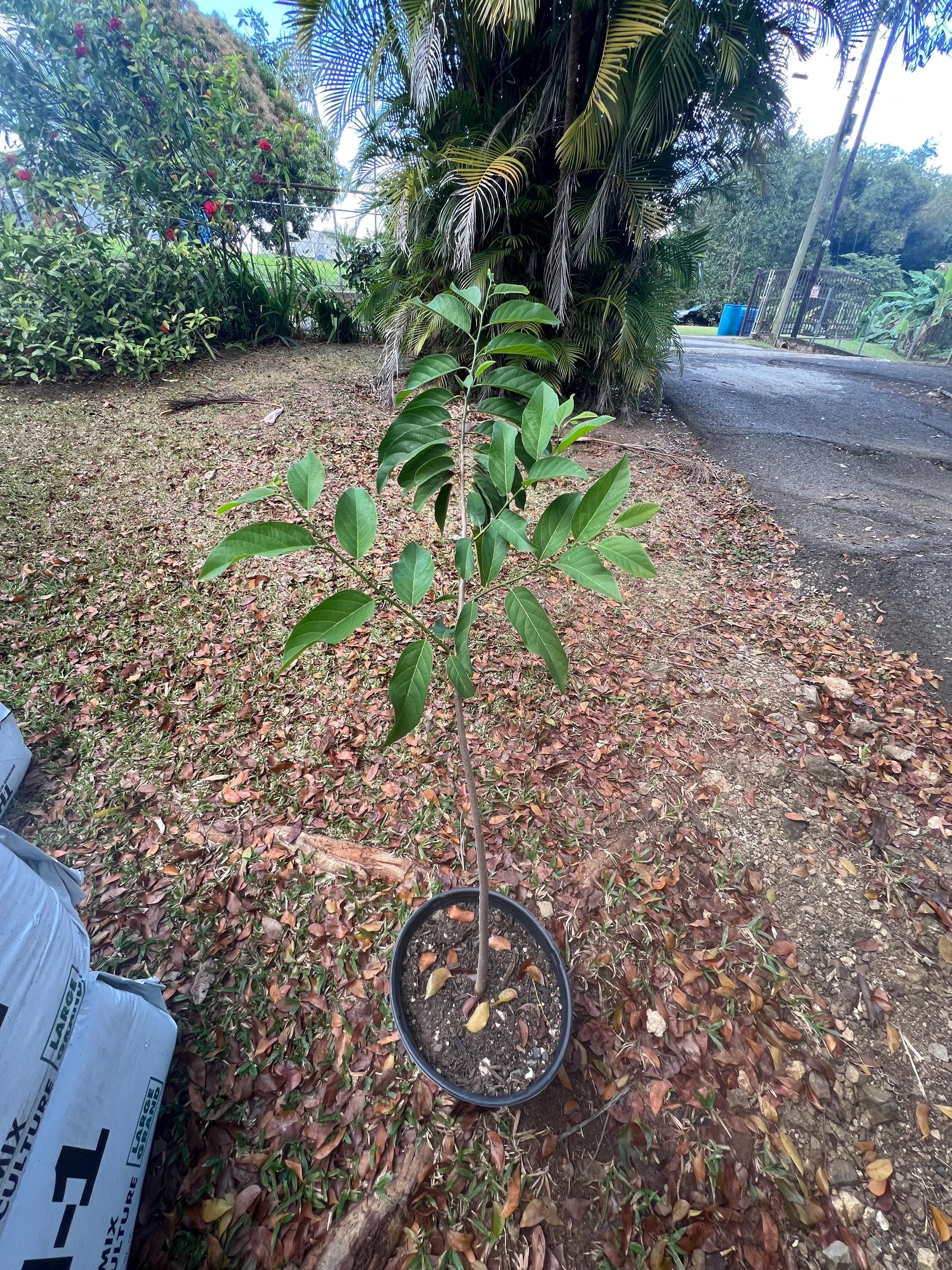 完売品/ATG2ndTourPoloWhite LサイAppleTreeGang Appleton® TMC2050099A | McNaughton-McKay