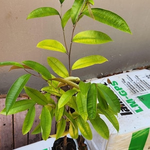 Tall Caimito Green Star Apple /chrysophyllum Cainito/ Live Fruit Tree ...