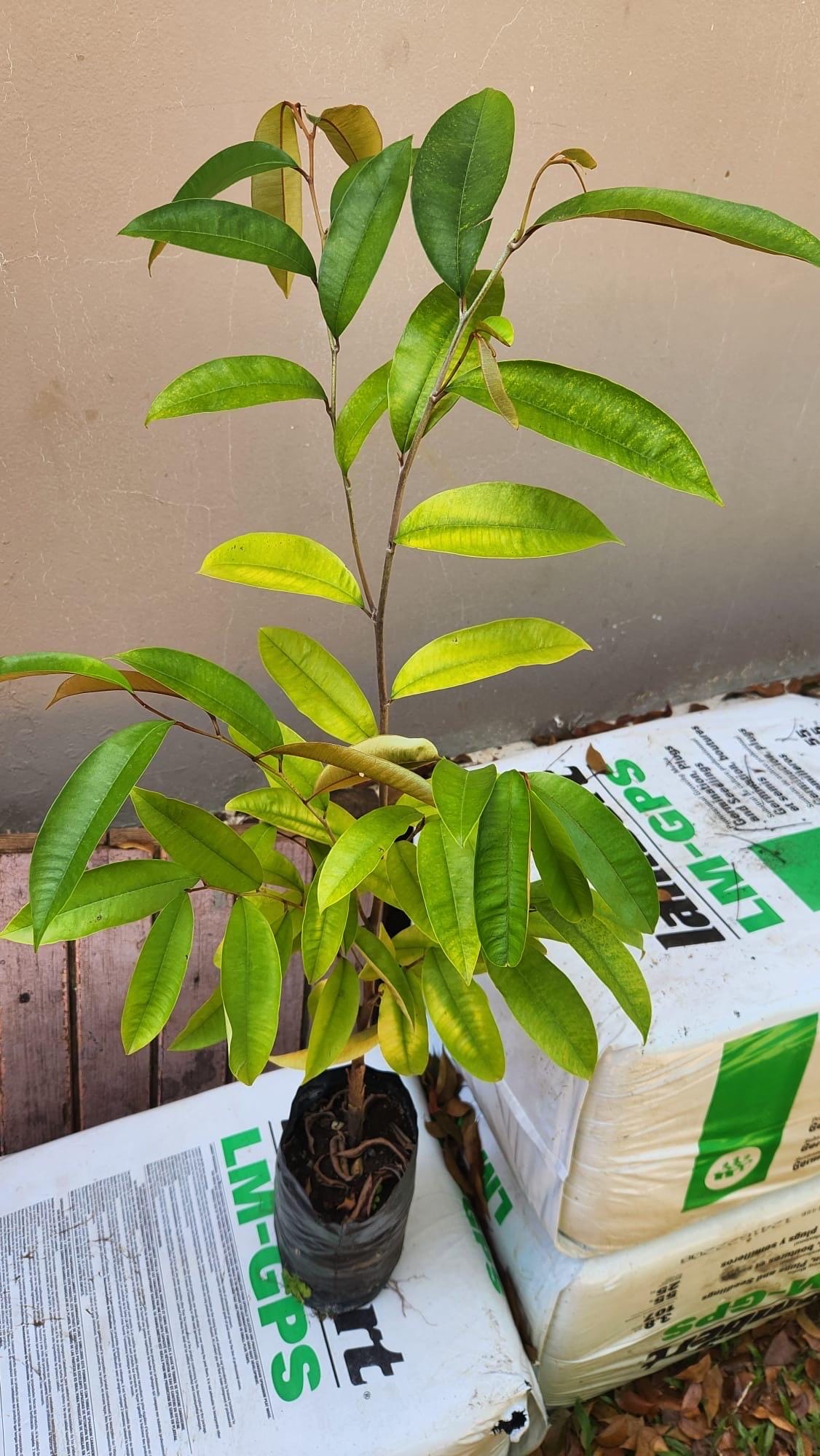 Tall Caimito Green Star Apple /chrysophyllum Cainito/ Live Fruit Tree ...