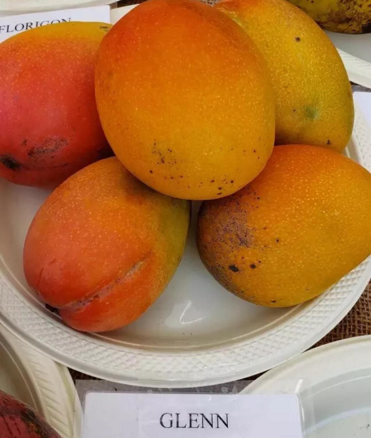 Grafted Mango Glenn (MANGIFERA) Live Fruit Tree 3-4ft Arbol frutal de Mango Glenn