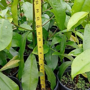 Superior Lemon Drop (Garcinia Brasiliensis) Live Fruit Tree (10in To 24in)
