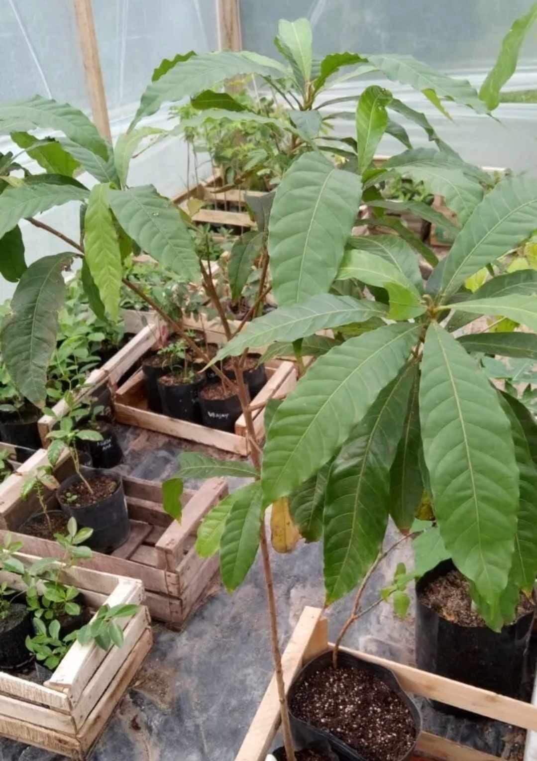 Abiu Fruit Tree: Yellow Caimito, Tropical Delight (10in to 24in) - Etsy