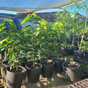 Red Heart Custard Apple Tree (Annona squamosa), Live Fruit Tree