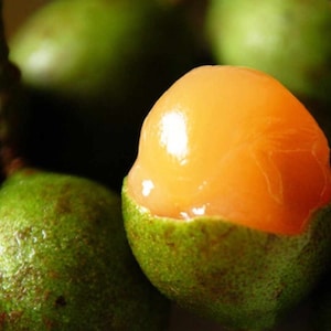 Spanish Lime(Ginepa Limoncillo Mamoncillo (melicoccus Bijugatus) live Fruit Tree (arbol de quenepa)