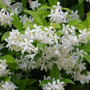 Star Jasmine Plant (Trachelospermum jasminoides).