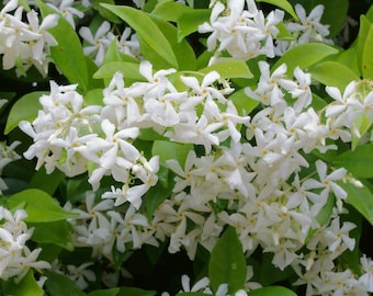 May include: A close-up of a bush with white flowers. The flowers are small and delicate, with five petals each. The bush is green and leafy, and the flowers are clustered together in groups.