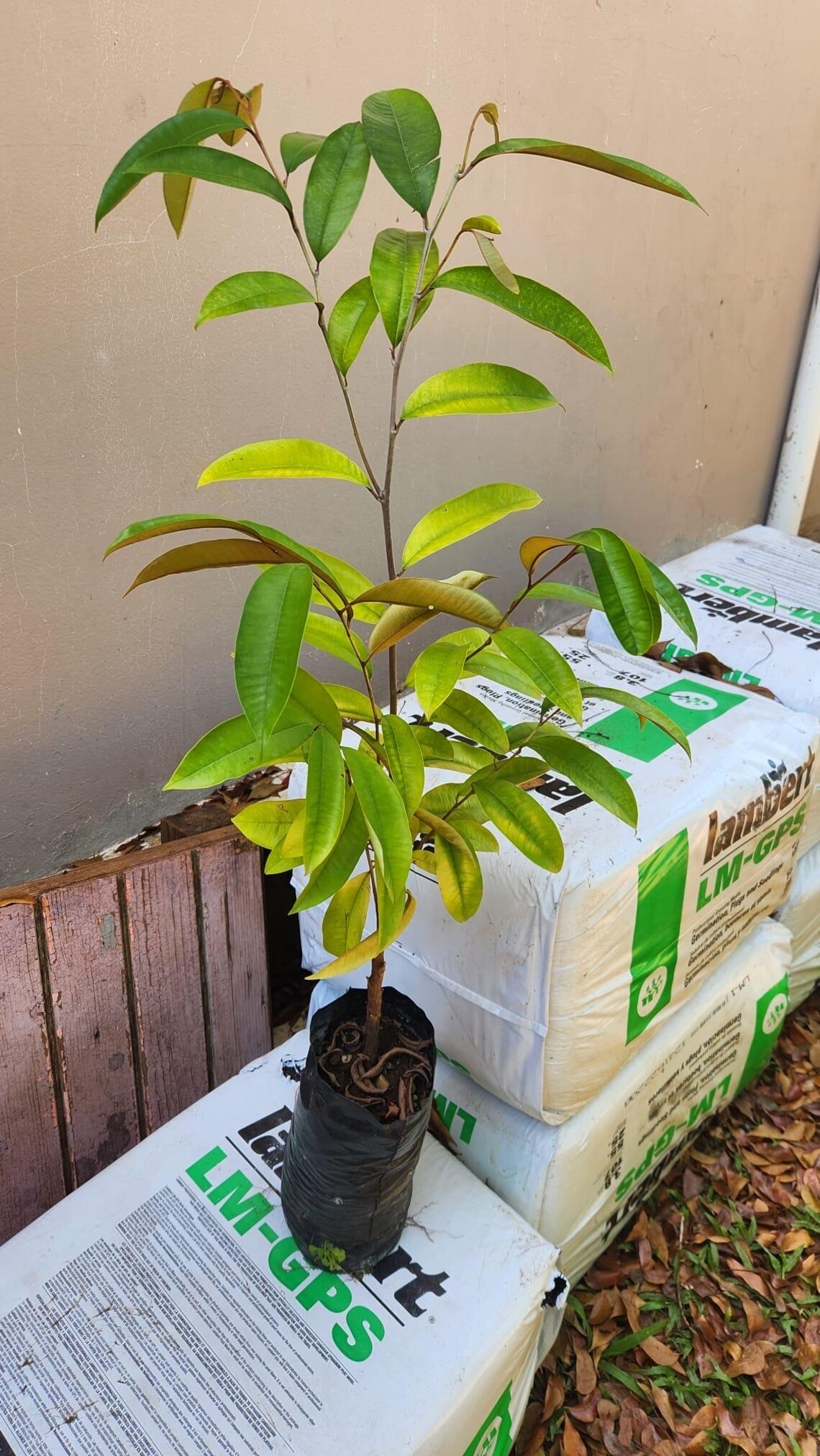 Tall Caimito Green Star Apple /chrysophyllum Cainito/ Live Fruit Tree ...