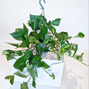 Devil’s Ivy in 15cm Hanging Pot | Trailing Houseplant | Easy Care Pothos | Indoor Hanging Plant | Epipremnum aureum