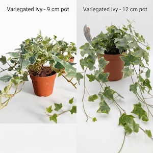 May include: Two variegated ivy plants in brown plastic pots. The left plant is labelled Variegated Ivy - 9 cm pot, and the right plant is labelled Variegated Ivy - 12 cm pot. Text at the bottom states Variegated Ivy 9 or 12 cm pots available.