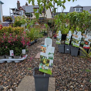 Patio Fruit Trees in 5L Pot – Apple, Cherry & Pear Trees | 3ft Tall Dwarf Fruit Trees | Garden Patio Trees | Ready to Plant | UK Grown Fruit