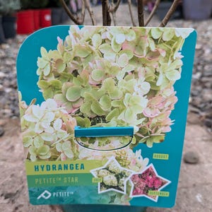May include: A plant label for a Hydrangea Petite Star plant. The label is blue and white with a picture of the plant in bloom. The label shows the plant's bloom colour in July, August, and September.