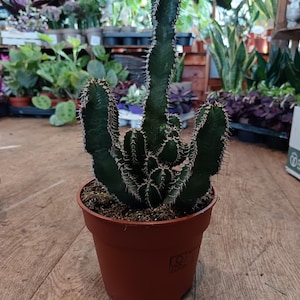 Polycantha | Easy Care Cacti | 45 cm Indoor Plant | 17 cm Pot | Collectors Cacti | Perfect Gift For Cactus Collectors