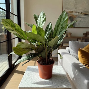May include: A Calathea plant in a terracotta pot, featuring large green and white striped leaves. The plant is on a marble-topped table with a gold metal frame. The background includes a window, a painting, and a grey sofa with a yellow cushion.