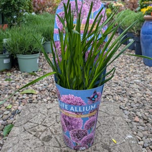 Allium Plant in 2L Pot | Ornamental Flowering Bulb | Hardy Perennial