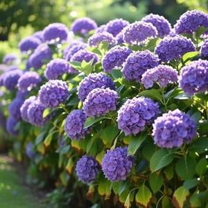 May include: A close-up of a row of purple hydrangea flowers in full bloom. The image shows the large, spherical flower heads against a backdrop of green foliage. The scene is set in a garden, bathed in sunlight.