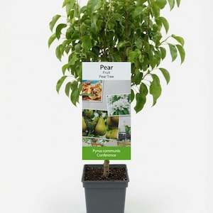 Patio Fruit Trees in 5L Pot – Apple, Cherry & Pear Trees | 3ft Tall Dwarf Fruit Trees | Garden Patio Trees | Ready to Plant | UK Grown Fruit