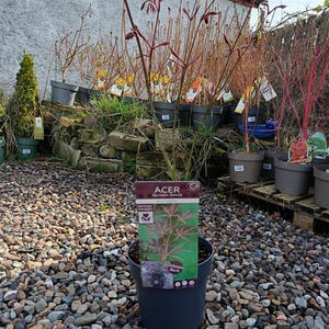 Acer Sumi Nagashi Japanese Maple Tree 70cm | 3L Pot | Hardy Ornamental Garden Tree | Red Foliage Acer | Patio & Small Garden Plant
