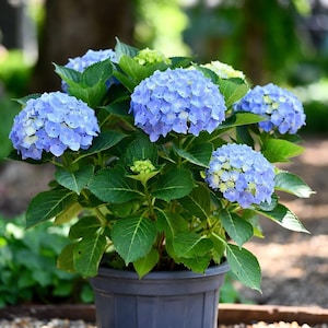 May include: A potted hydrangea plant with large, vibrant blue flower clusters. The plant has lush green leaves and is set in a dark grey plastic pot. The background is blurred, suggesting an outdoor setting.