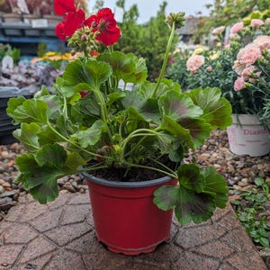May include: A potted geranium plant with bright red flowers and green leaves with dark red edges. The plant is in a red plastic pot, on a brick surface. Other plants and flowers are visible in the background.