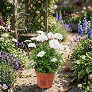 May include: A potted plant with white, multi-petaled flowers and green, serrated leaves sits in a terracotta-coloured plastic pot. The plant is positioned on a stone path, accompanied by a small metal hand trowel and a watering can nearby.