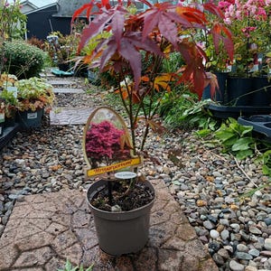 May include: A young Japanese maple tree in a grey pot, displaying vibrant red leaves. The plant has a label reading 'Atropurpureum'. The image shows the tree on a stone path, with other plants in the background.