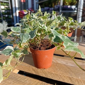 May include: A small potted ivy plant with green and white variegated leaves. The plant is in a brown plastic pot, sitting on a wooden surface. The background shows a glimpse of a plant nursery.