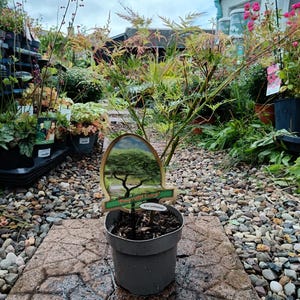 May include: A young 'Emerald Lace' Japanese maple tree in a grey plastic pot. The tree has green and red leaves and is labelled with a tag showing a tree illustration. The pot sits on a stone path, surrounded by other plants.